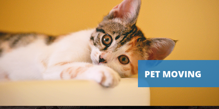 Pet Relocation